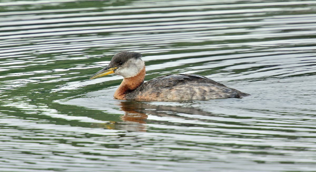 Red-necked Grebe - ML610423359