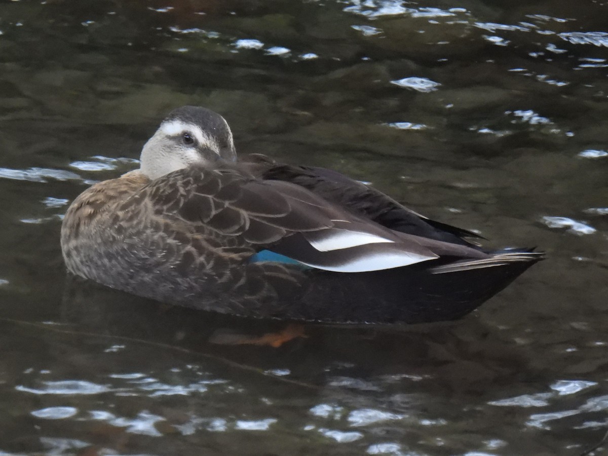Eastern Spot-billed Duck - ML610423730