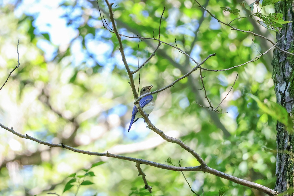 Blue-and-white Flycatcher - Ying ZHOU