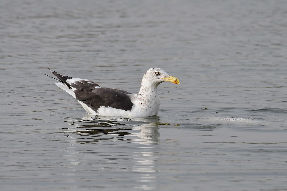 Lesser Black-backed Gull (fuscus) - ML610424036
