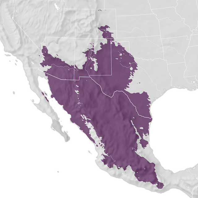 Mappa di distribuzione