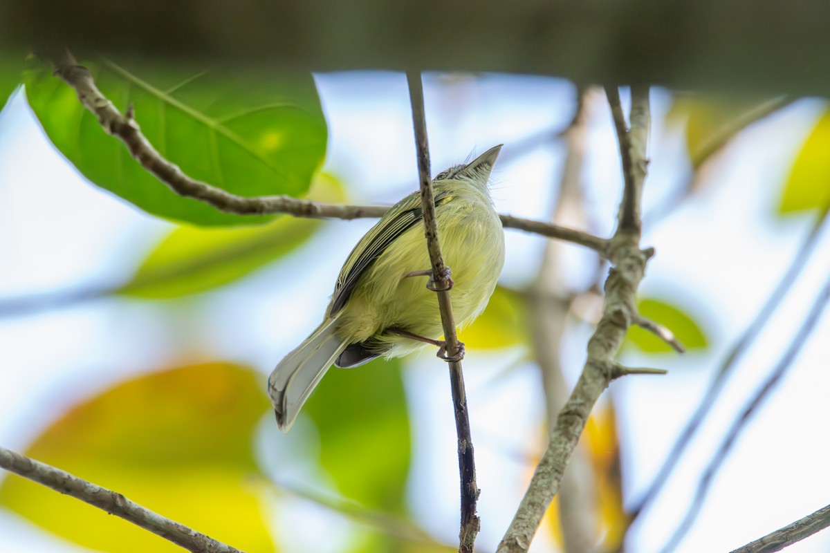 tanager sp. (Thraupidae sp.) - ML610424697