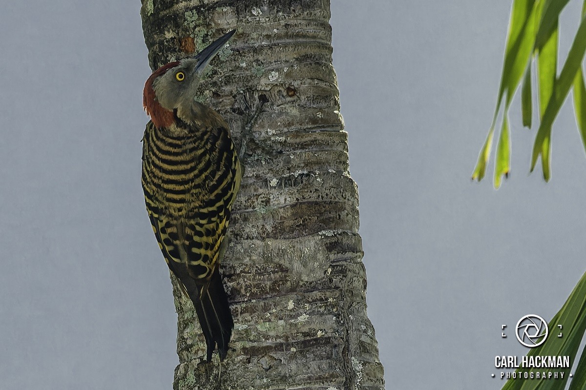 Hispaniolan Woodpecker - ML610424747
