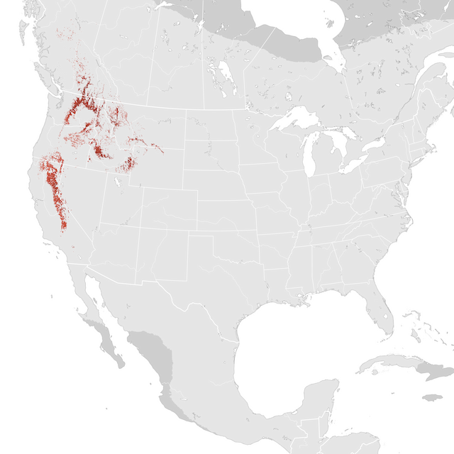 Abundance Map