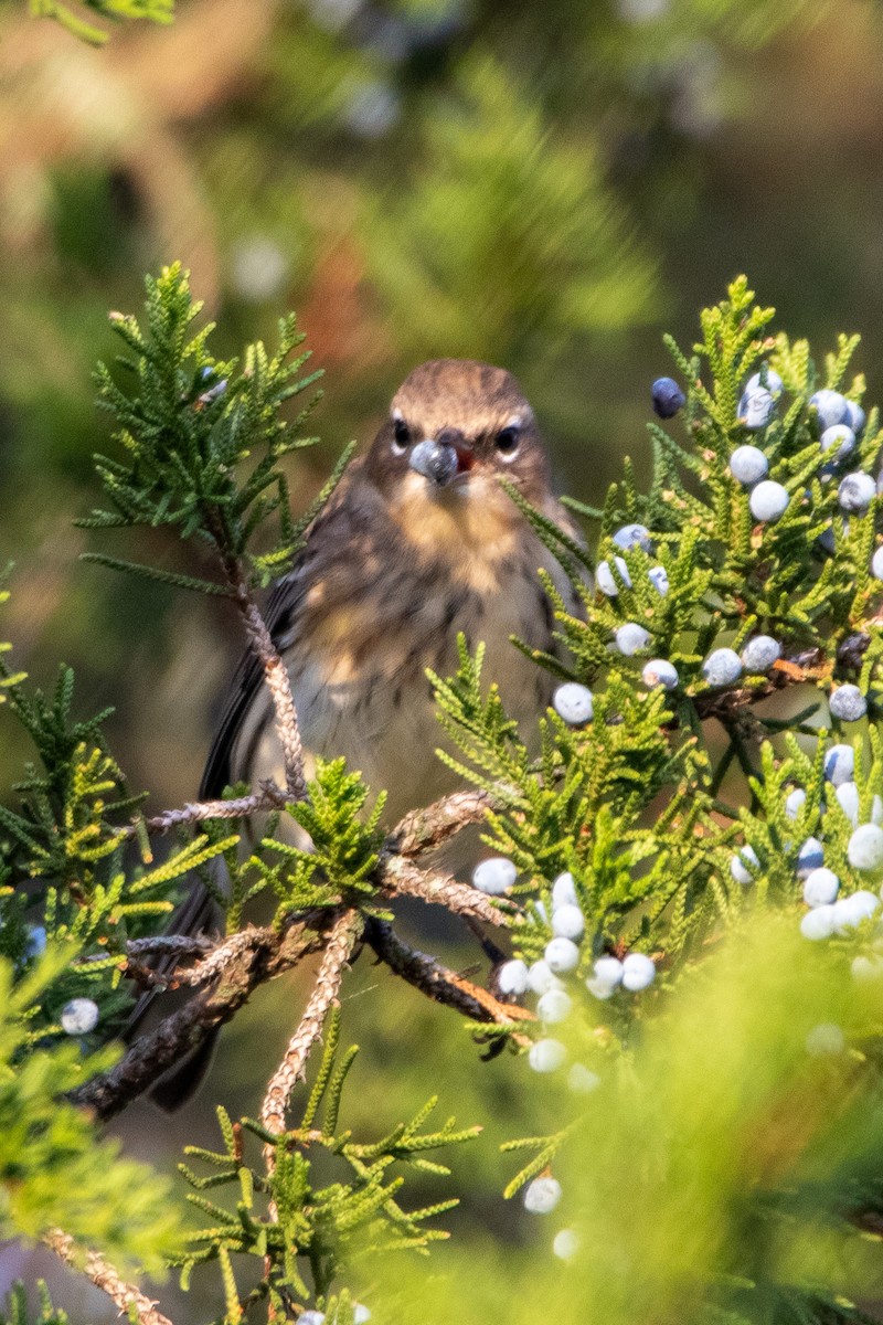 Ebird checklist 27 oct 2023 pole farm mercer county park nw 13