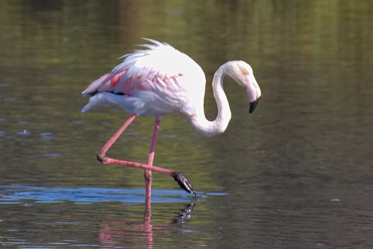 Greater Flamingo - ML610425502