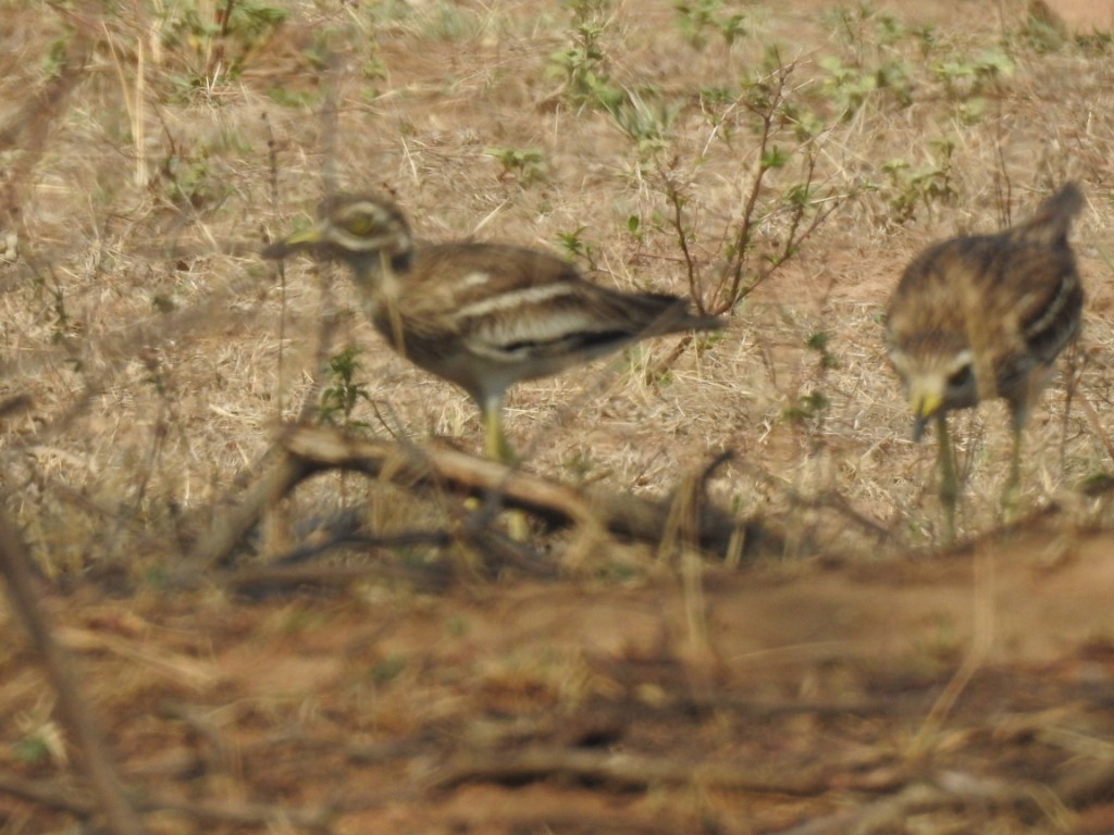 Indian Thick-knee - ML61042561