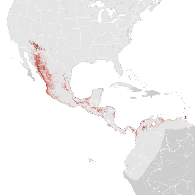 Abundance Map