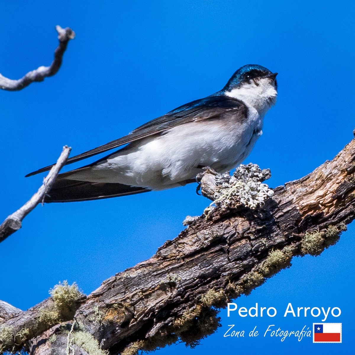 Chilean Swallow - ML610426139