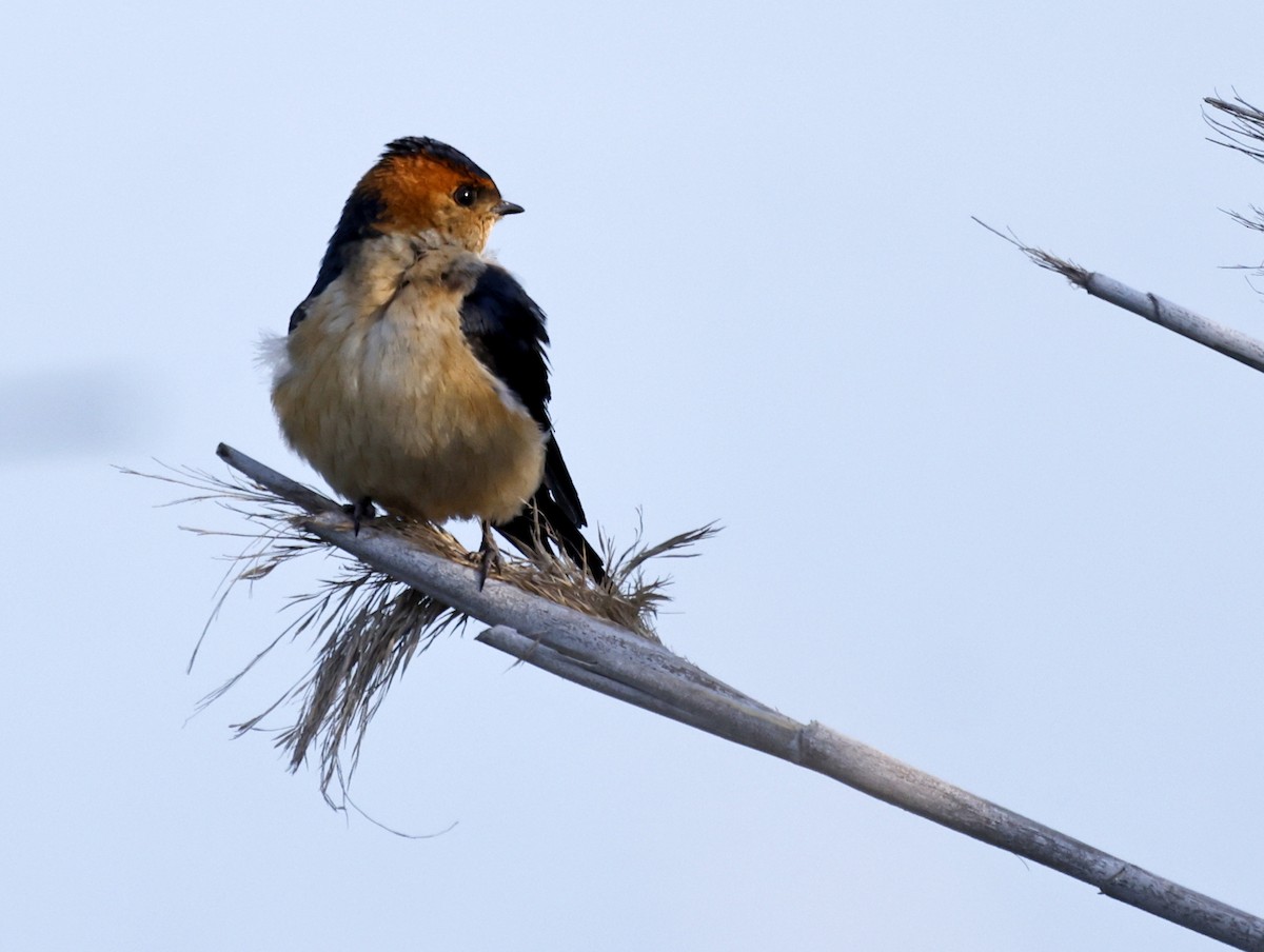 Red-rumped Swallow - ML610426156