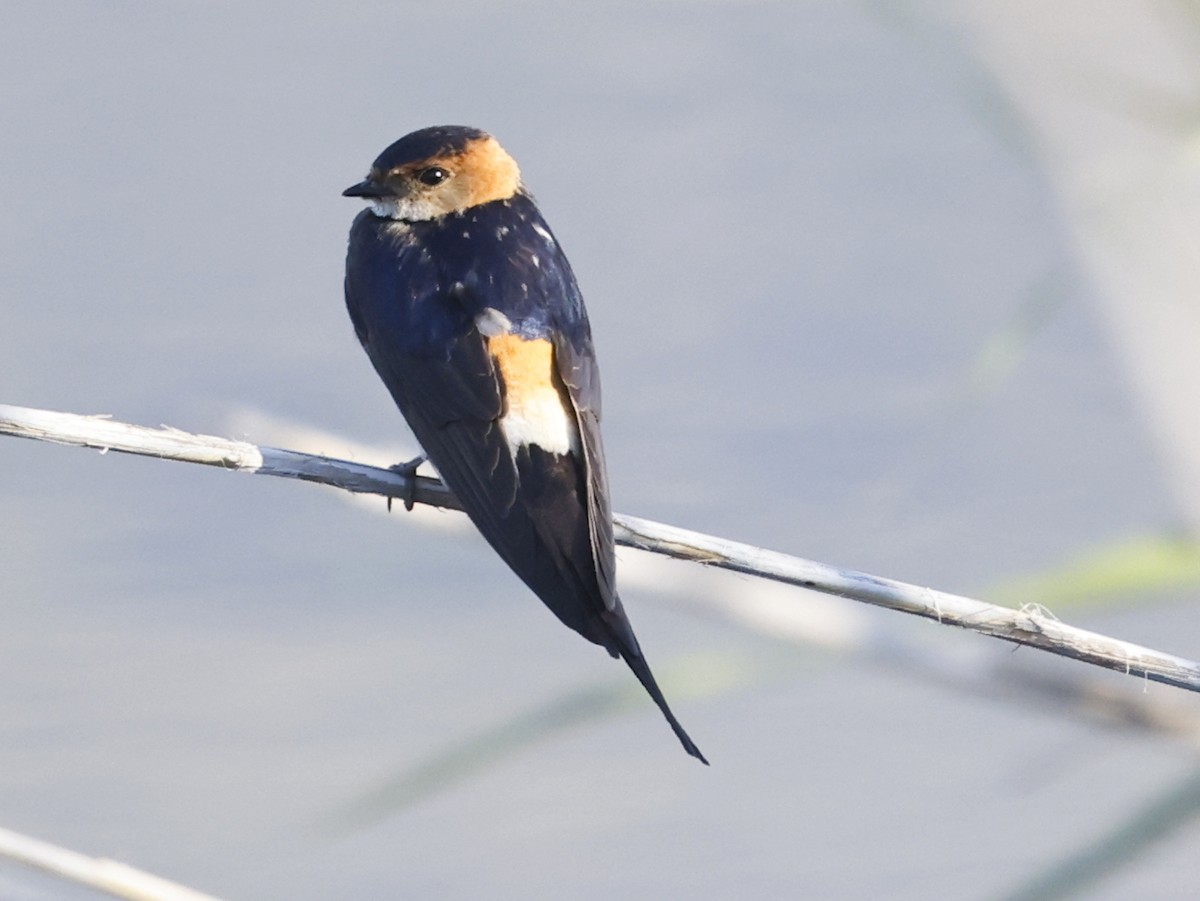Red-rumped Swallow - leon berthou