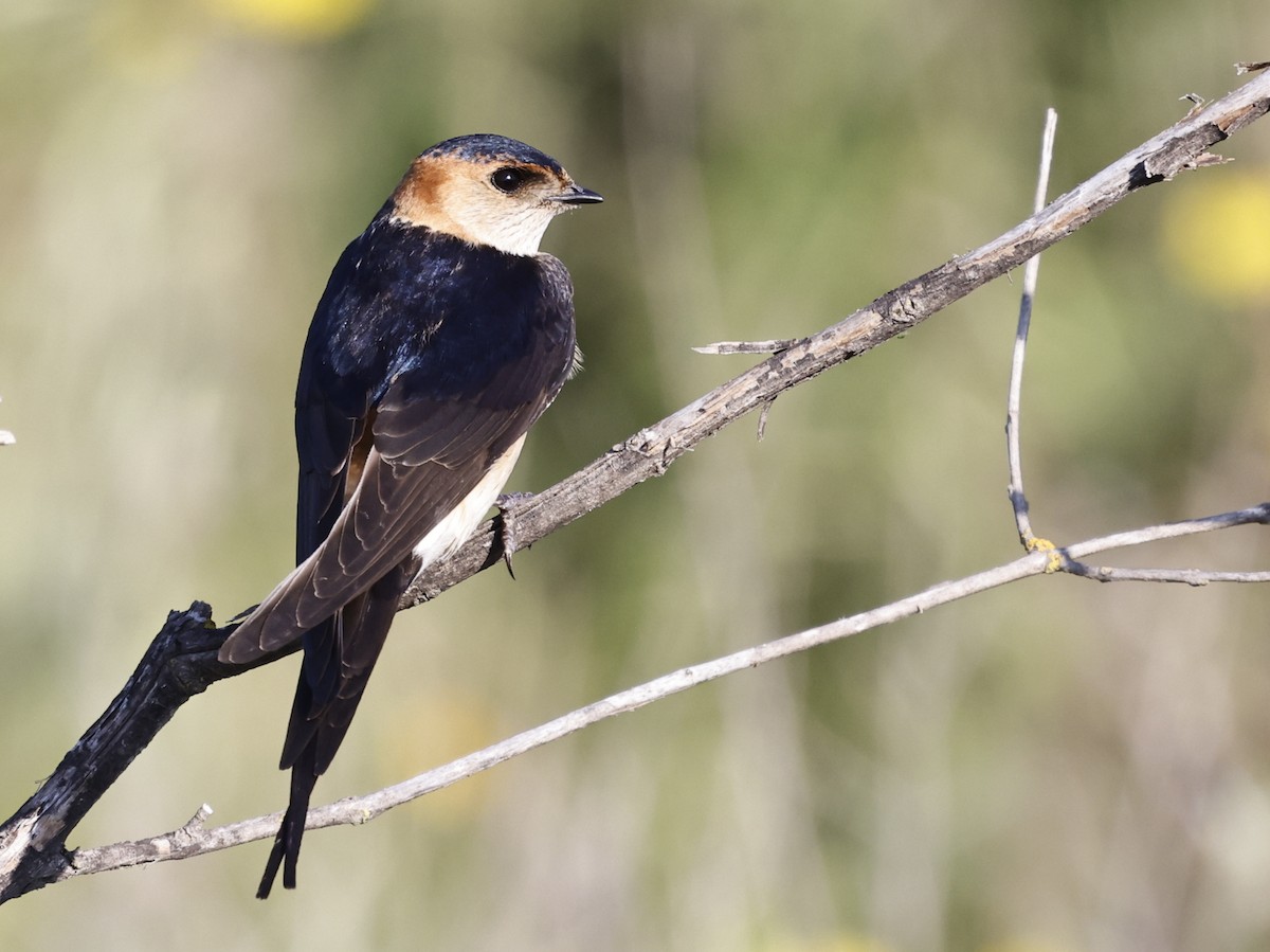 Red-rumped Swallow - ML610426158