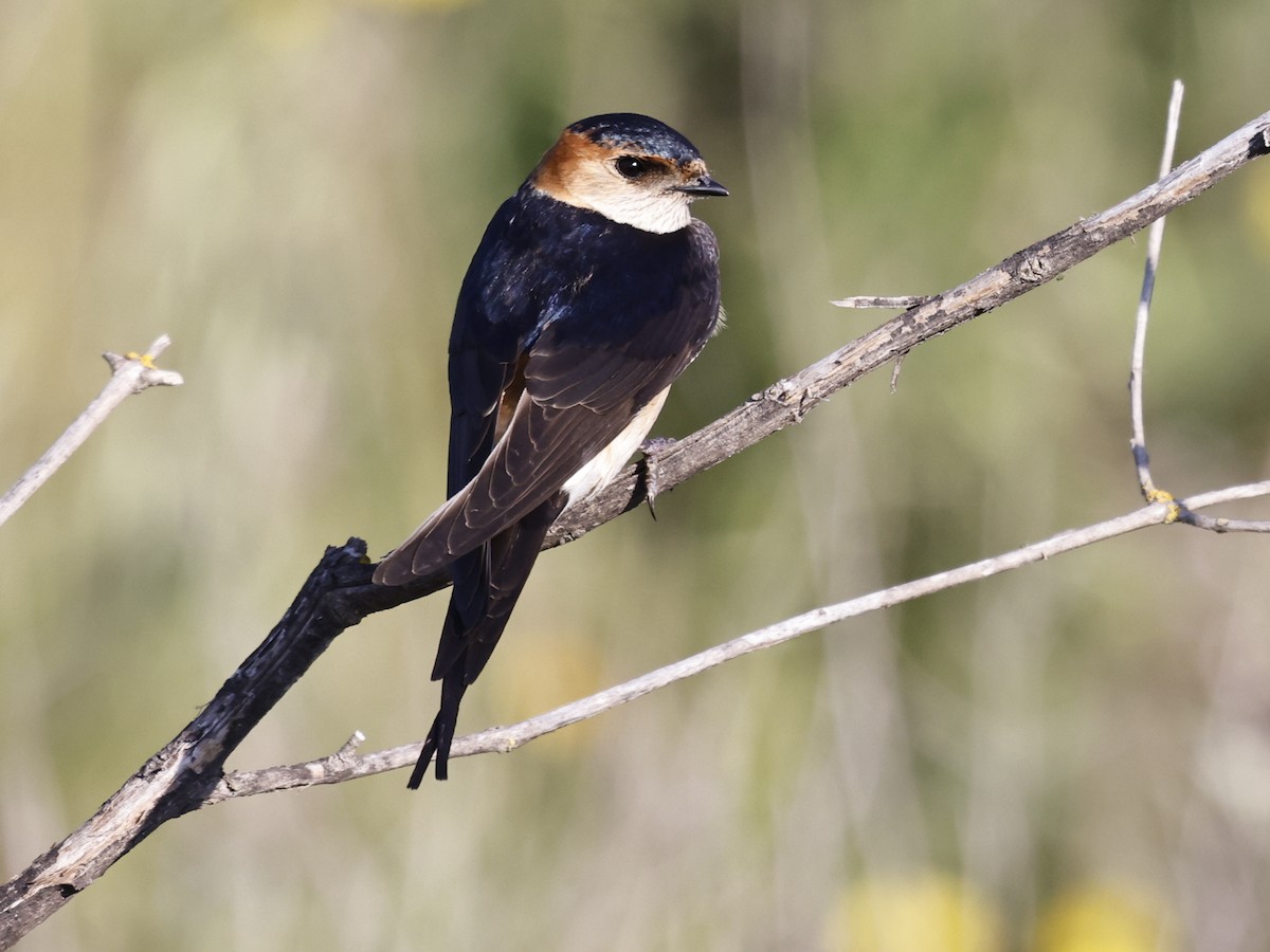 Red-rumped Swallow - ML610426159