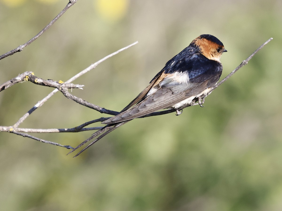 Red-rumped Swallow - ML610426160