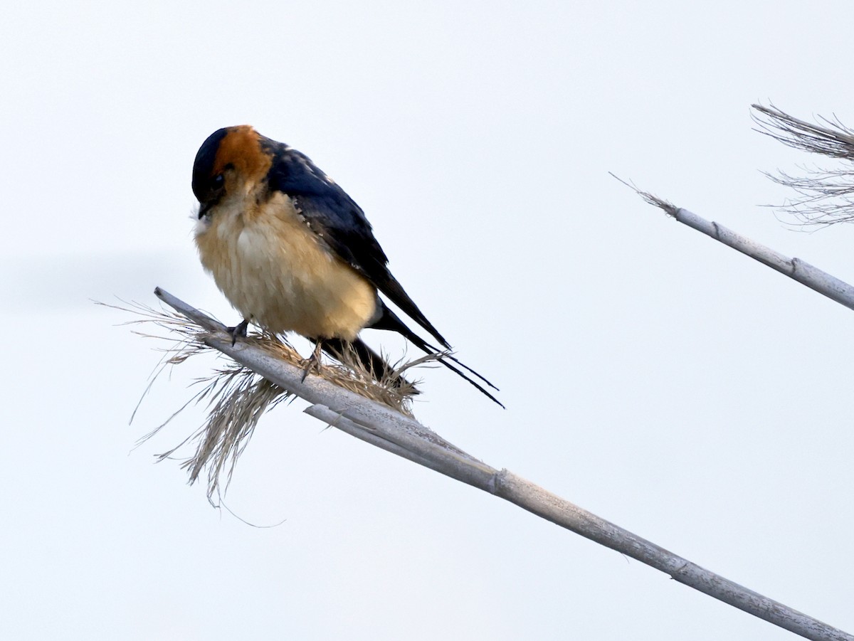 Red-rumped Swallow - ML610426161