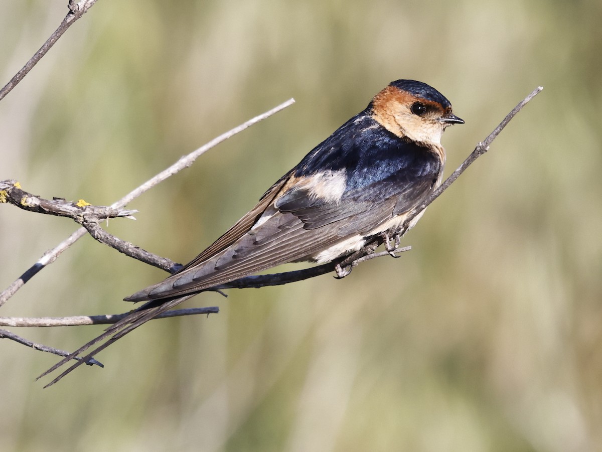 Red-rumped Swallow - ML610426162