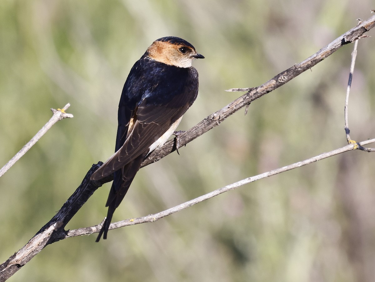 Red-rumped Swallow - ML610426164