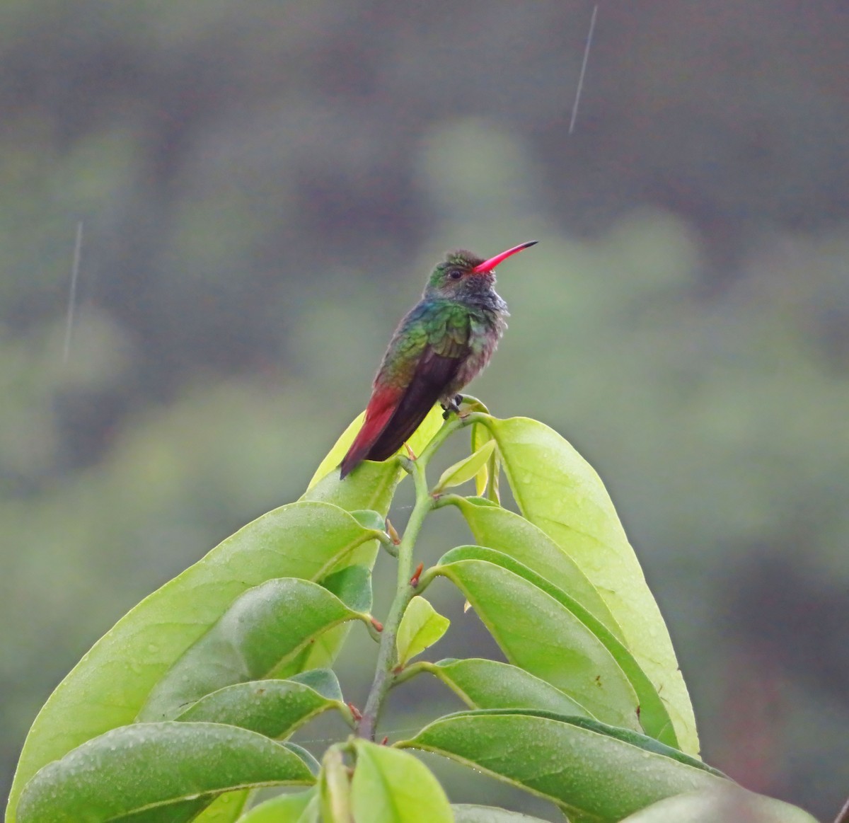 Rufous-tailed Hummingbird - ML610426215
