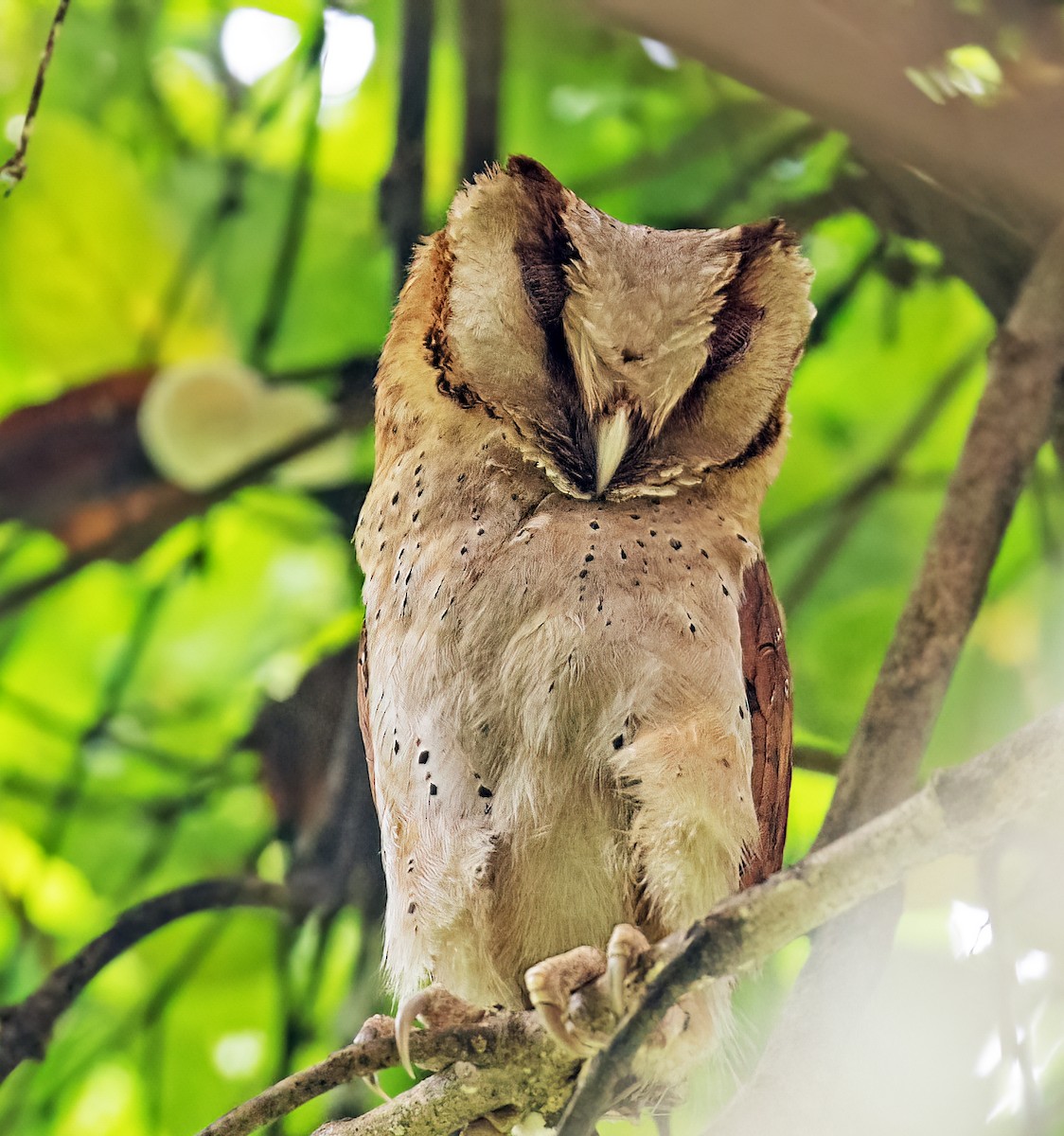 Sri Lanka Bay-Owl - ML610426606