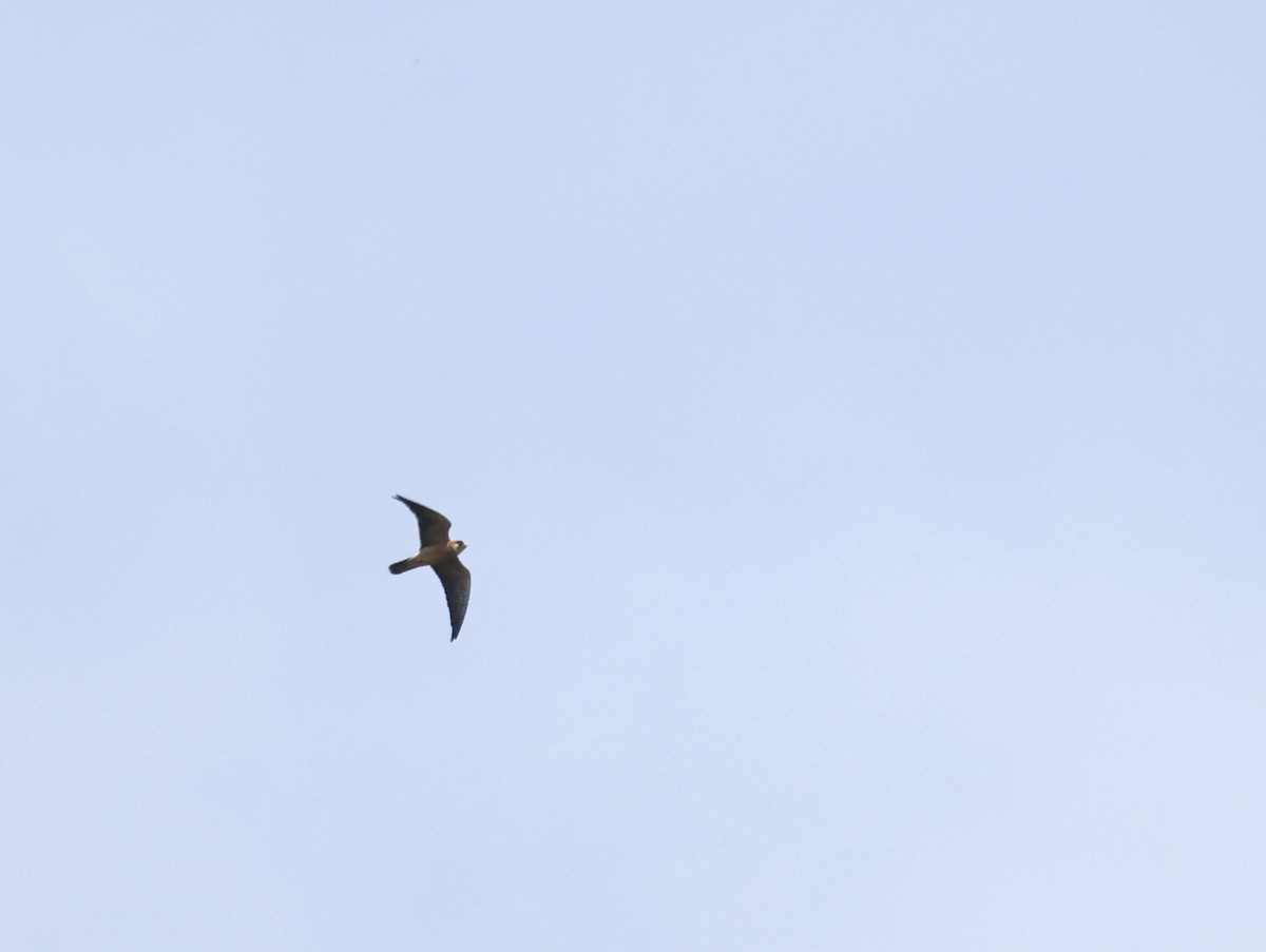 Red-footed Falcon - ML610426628