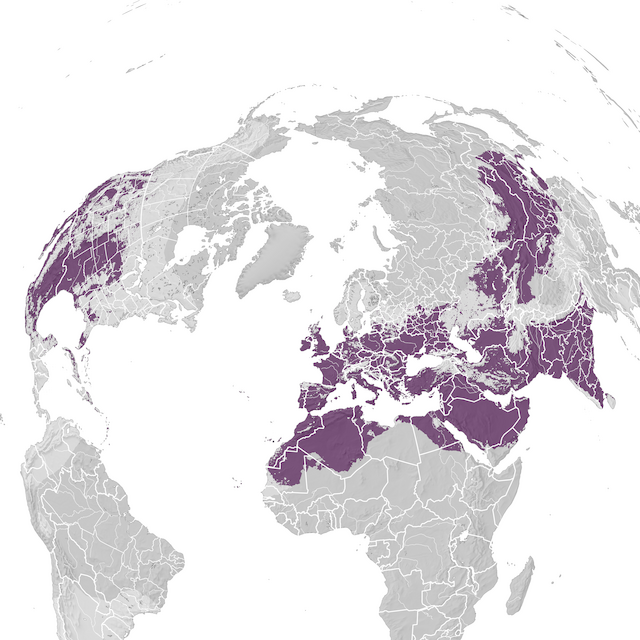 Mappa di distribuzione