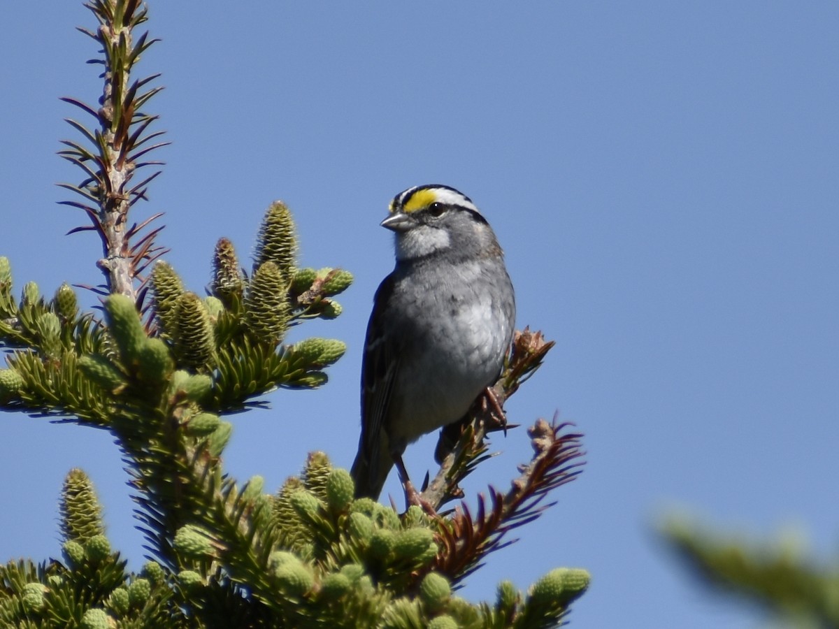 White-throated Sparrow - ML610428530