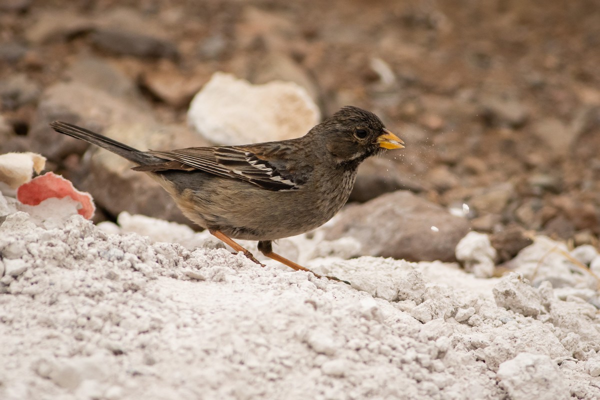 Mourning Sierra Finch (Mourning) - ML610428556