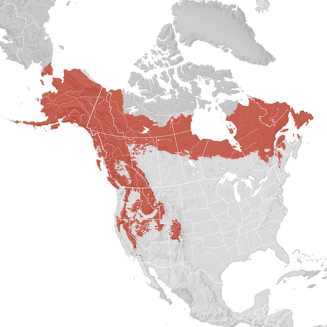 Carte de distribution