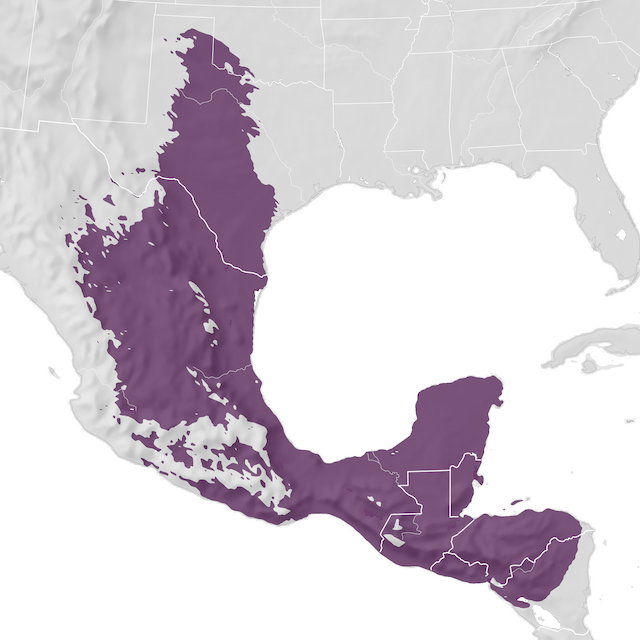 Mapa de Distribuição