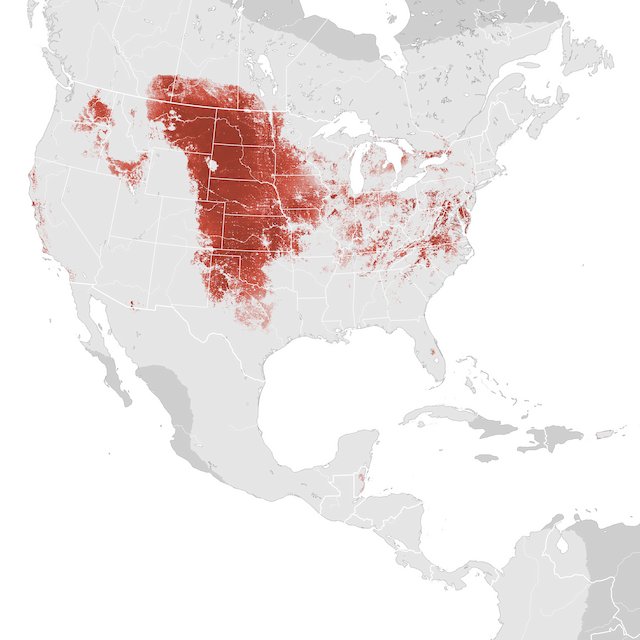 Abundance Map