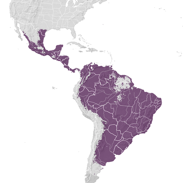 Mapa de Distribuição