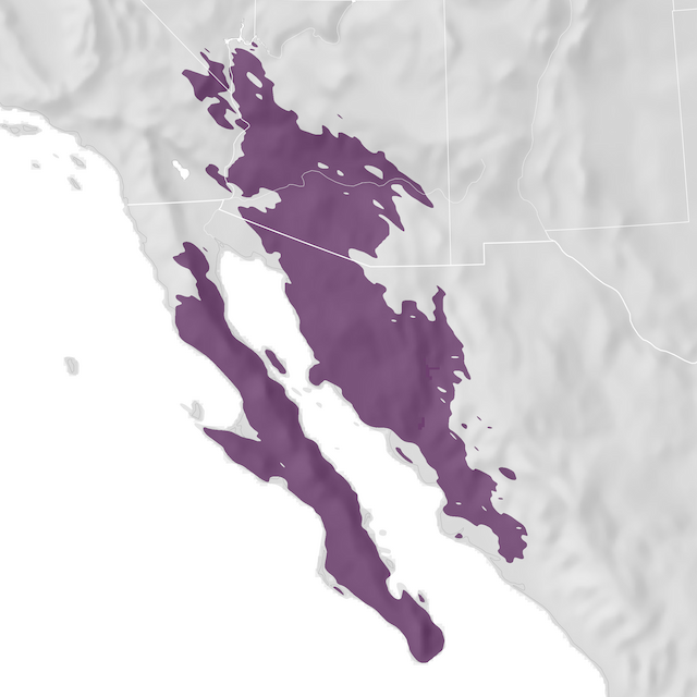 Mapa de Distribuição