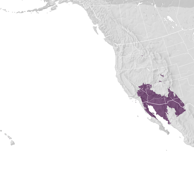 Mappa di distribuzione