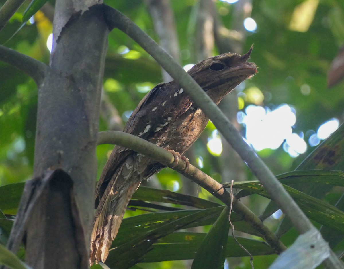 Marbled Frogmouth - ML610429093