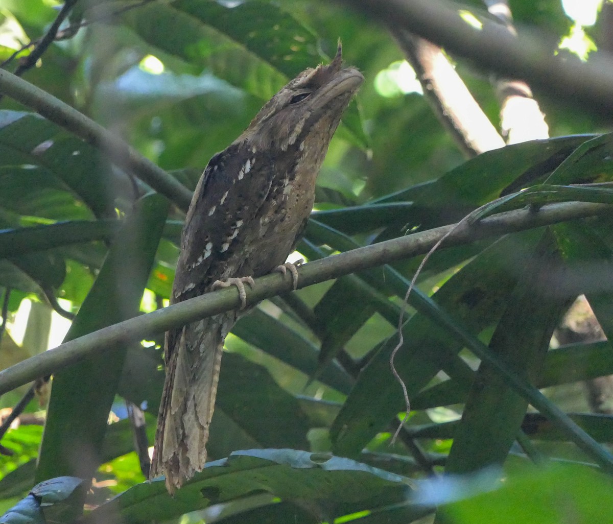 Marbled Frogmouth - ML610429094