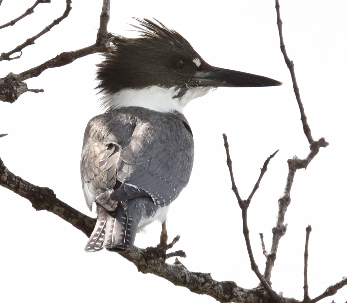 Belted Kingfisher - ML610429667