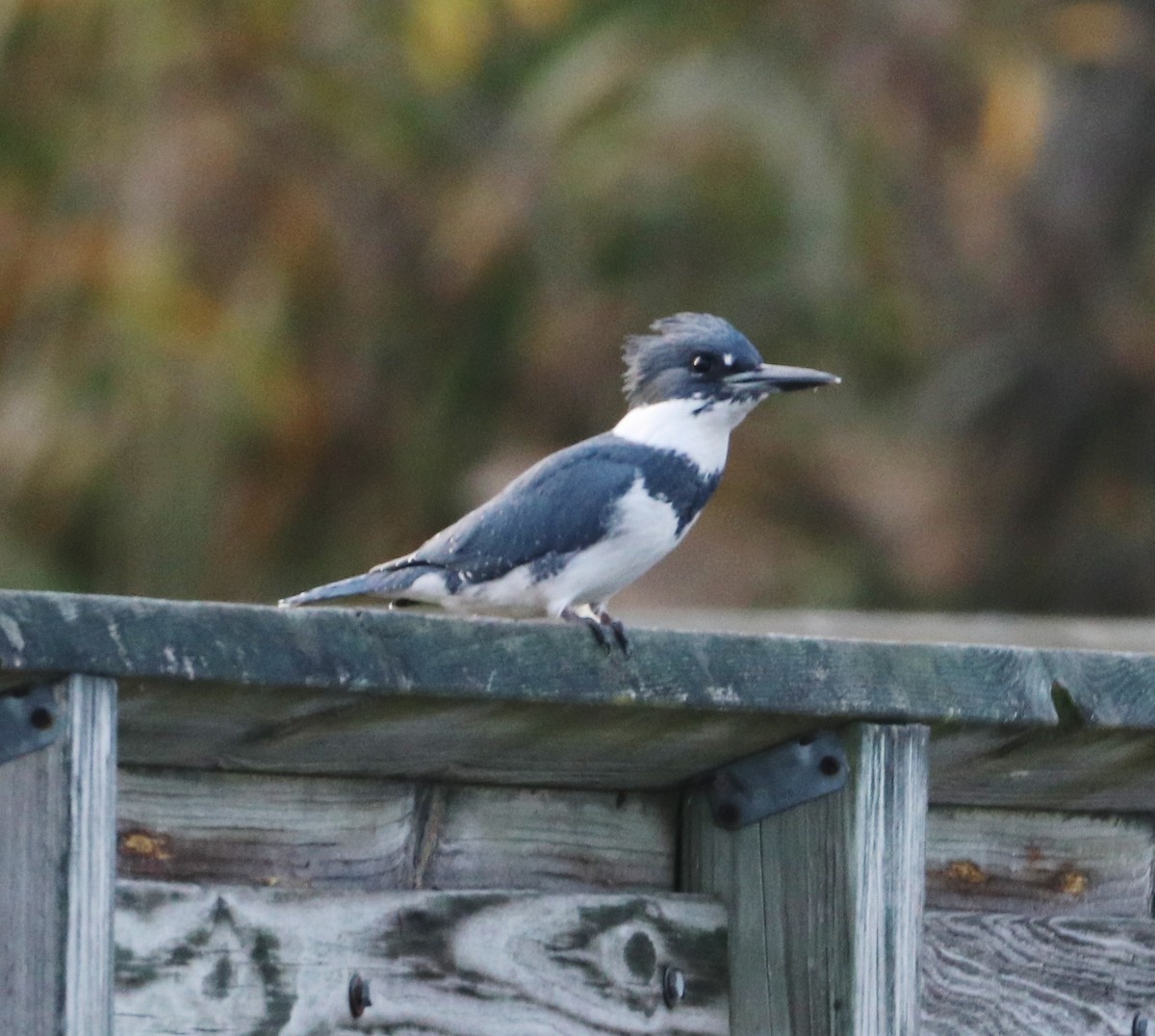 Belted Kingfisher - ML610429840