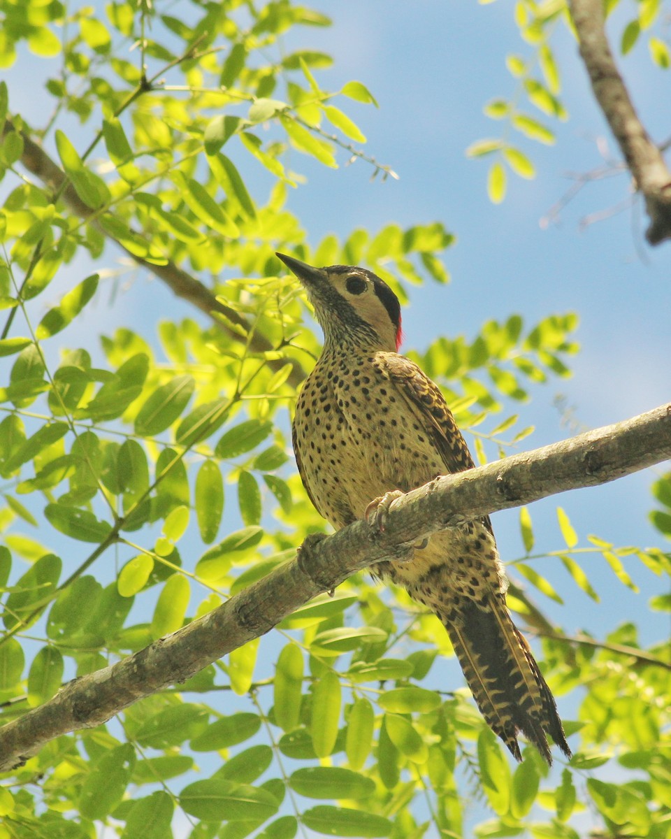 Green-barred Woodpecker (Green-barred) - ML610429939