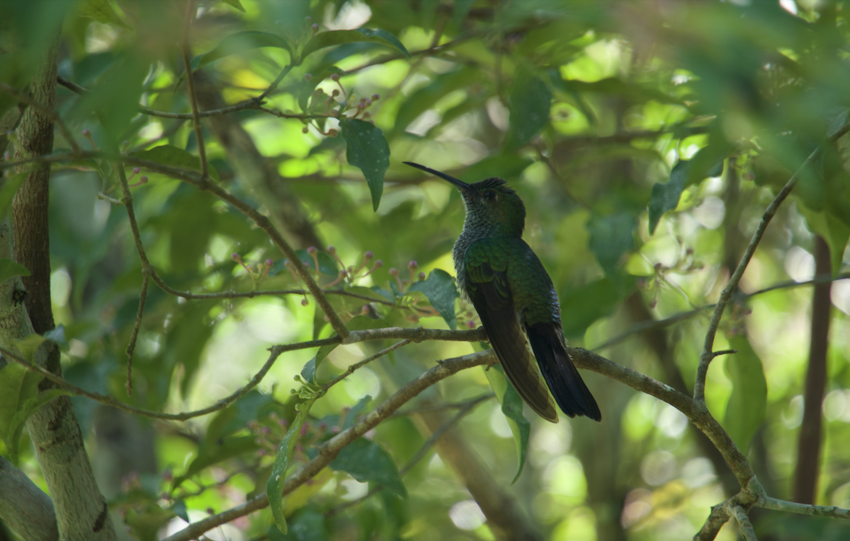 kolibřík skvrnitoprsý - ML610429973