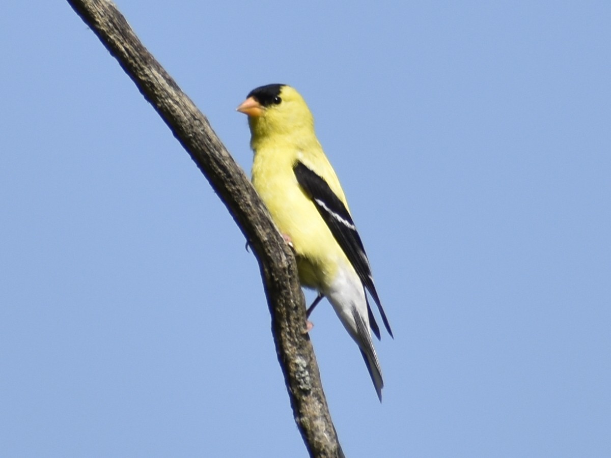 American Goldfinch - Matthew D'Angelo