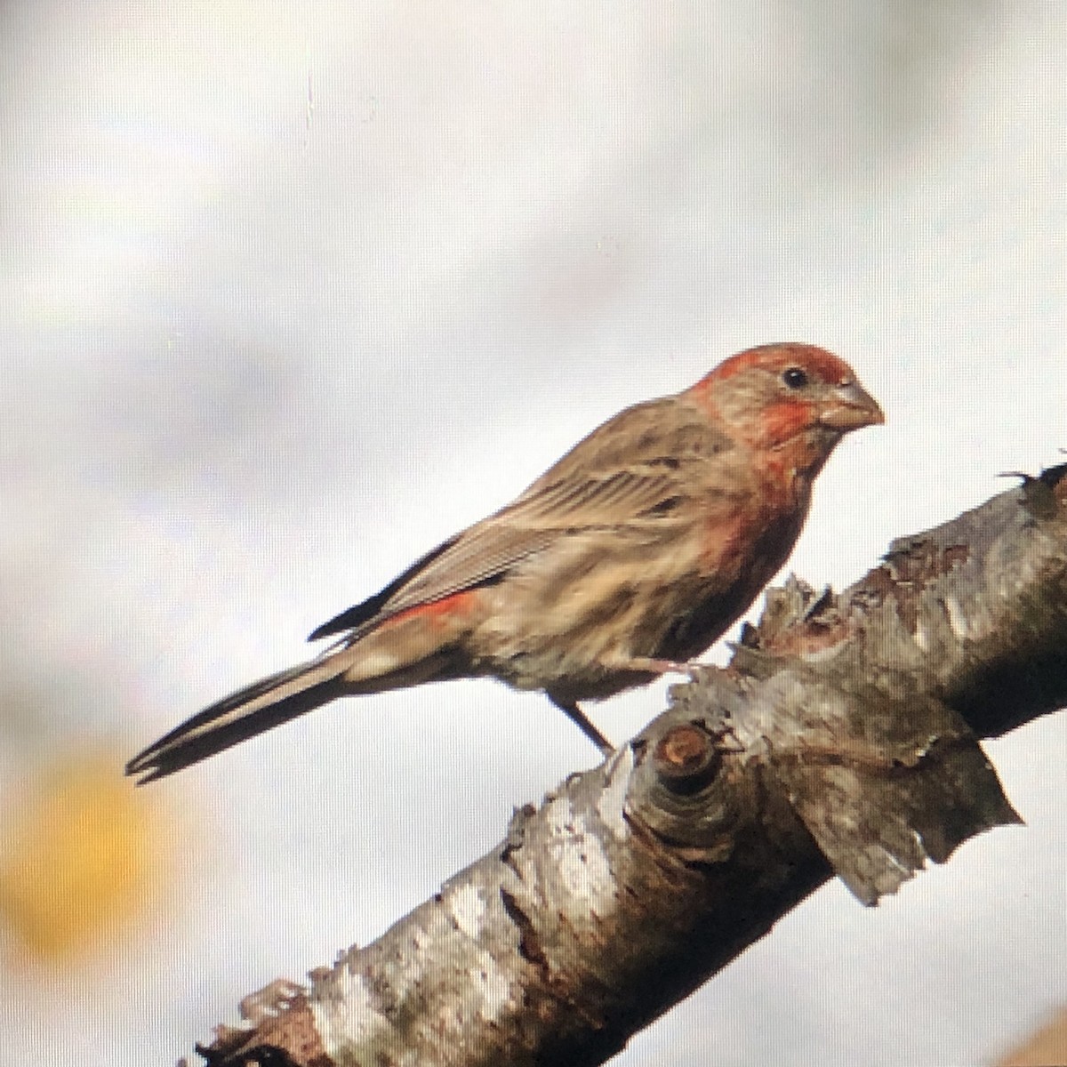 House Finch - Jules S