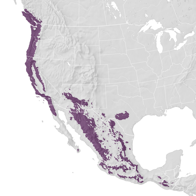 Mapa de Distribuição