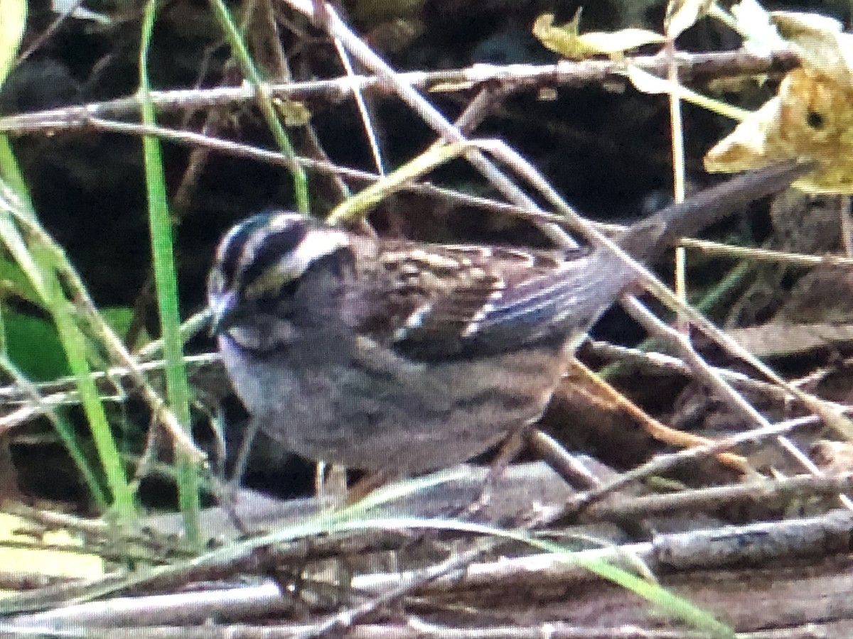 White-throated Sparrow - ML610430407