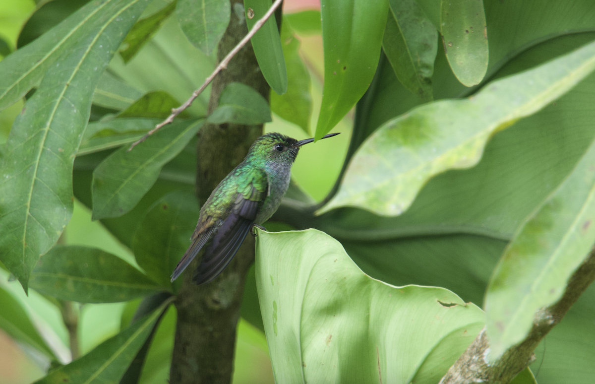 Blue-chested Hummingbird - ML610430660