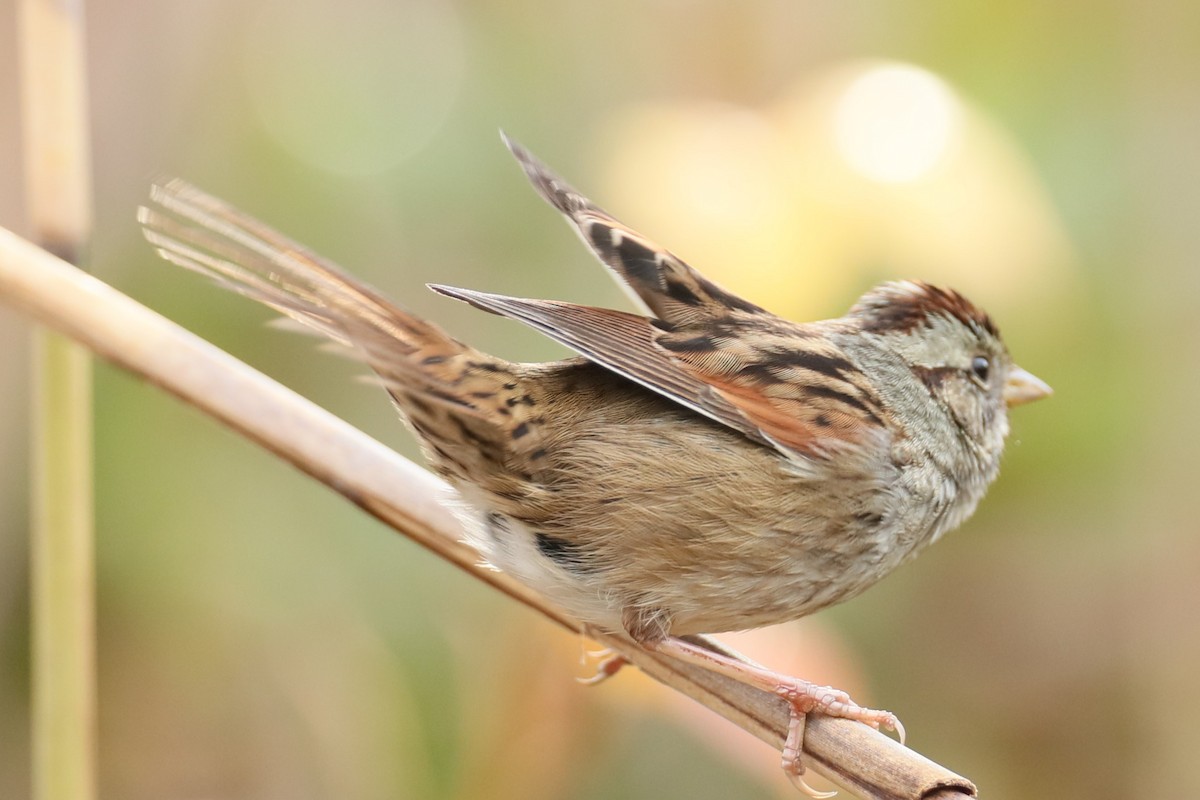 Swamp Sparrow - michael vedder