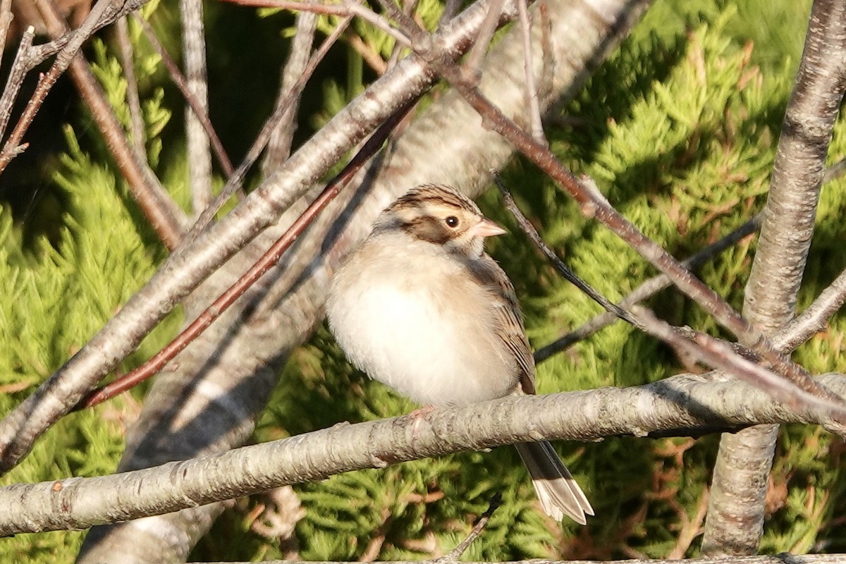 Clay-colored Sparrow - ML610430981