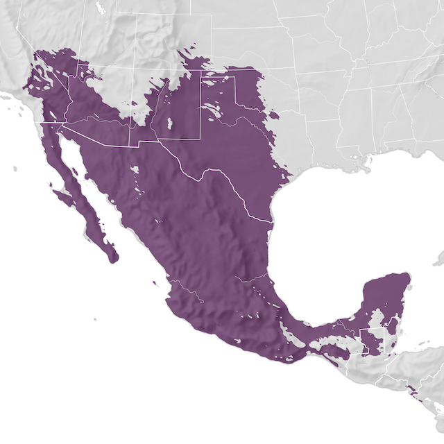 Mapa de Distribuição