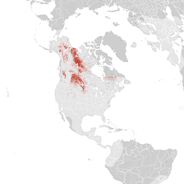 Abundance Map