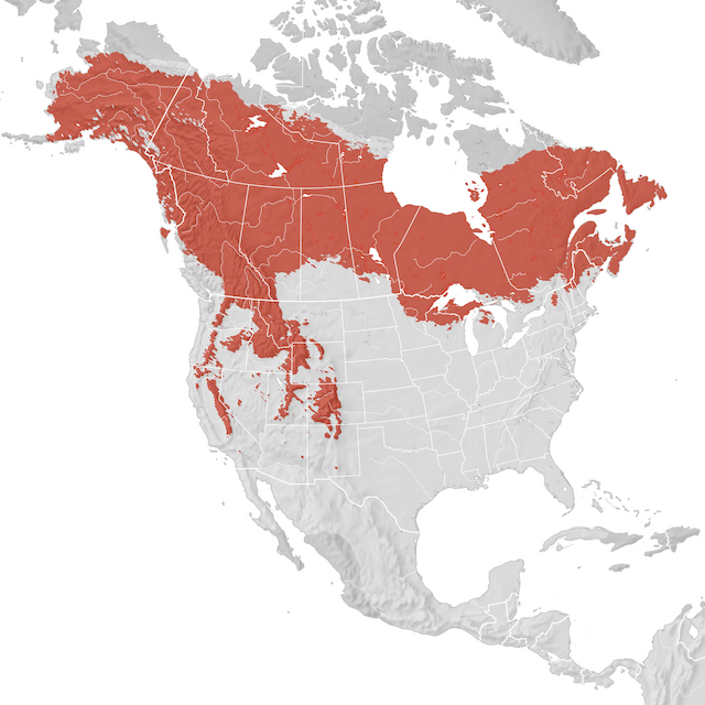 Carte de distribution