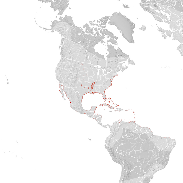 Mapa de Distribuição